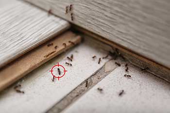 Bugs Begone Pest Control