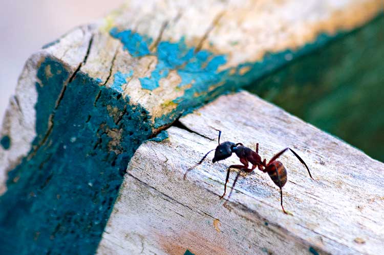 Treatment of carpenter ants