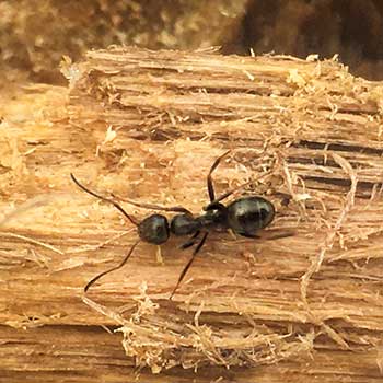 Carpenter Ant Pest Control