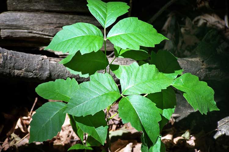 Noxious Weeds such as poison ivy