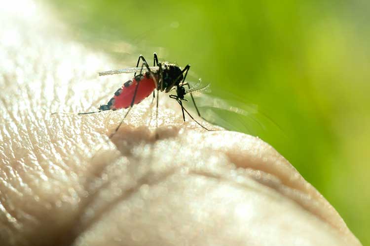 Bugs Begone keeps Mosquitoes