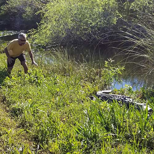 Bugs Begone Shak with an Alligator
